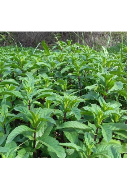  М`ята перцева `Карамельна`